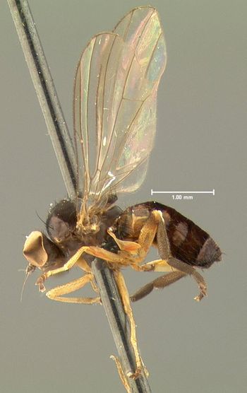 Media type: image;   Entomology 26892 Aspect: habitus lateral view